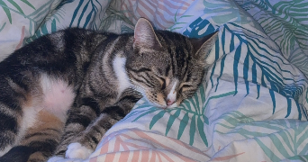 maia pet sitter à HAILLICOURT 62940_2