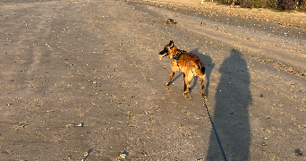 louise-anne pet sitter à HONFLEUR 14600_6