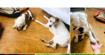 séverine  pet sitter à 59000 Lille 59000_5