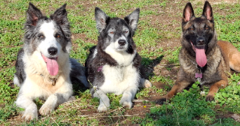 chloe pet sitter à MOLLES 03300_9