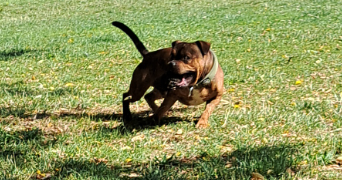 melanie pet sitter à VILLECRESNES 94440_1