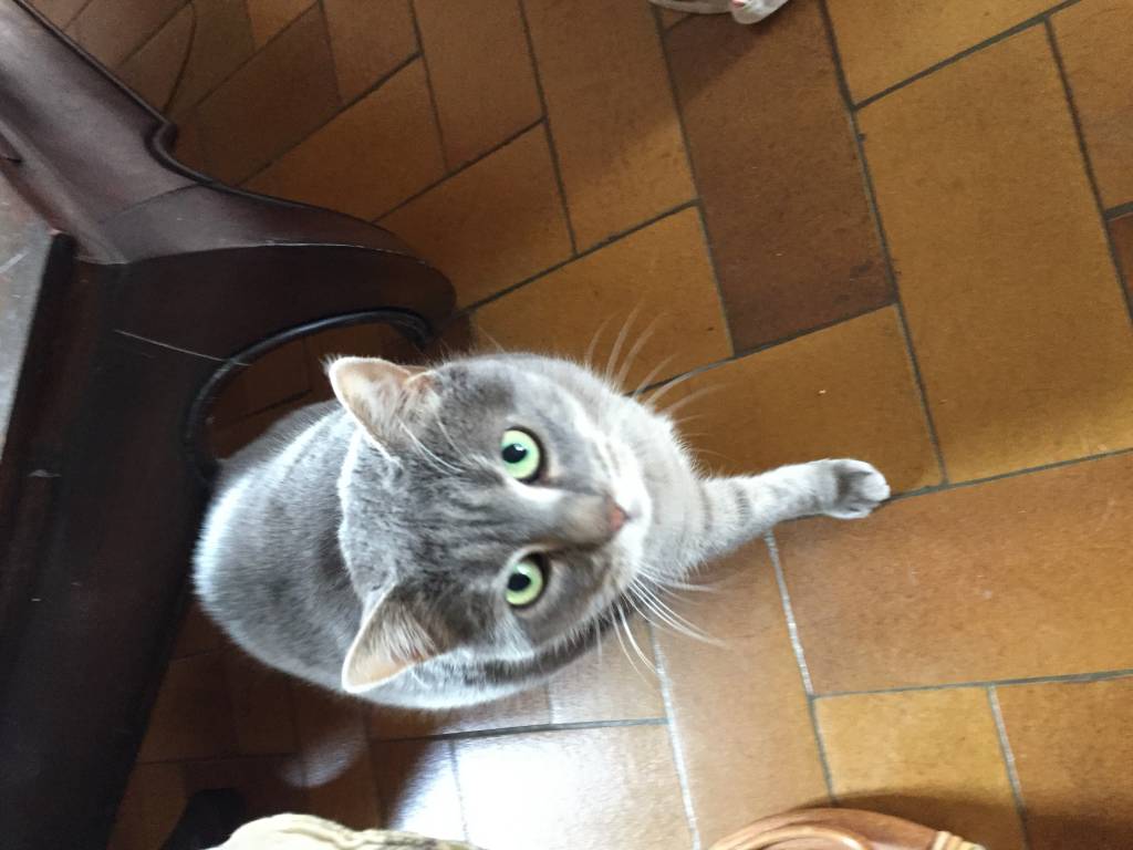 Mireille cat sitter à Romagnat 63540_8