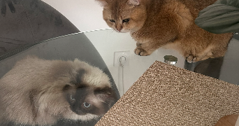 meryem cat sitter à BEZONS 95870_1