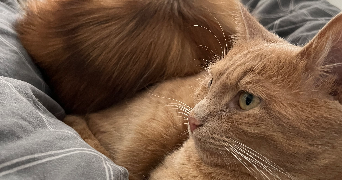 lea pet sitter à Montlouis sur Loire 37270_6