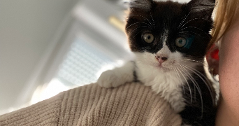marion pet sitter à TOULOUSE 31000_1