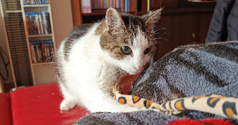 christelle pet sitter à Gambsheim 67760_9