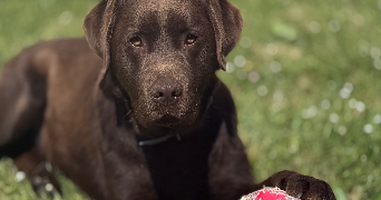 morgane pet sitter à LE MESNIL ST DENIS 78320_0