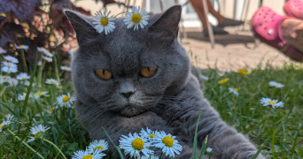 gautier pet sitter à SELESTAT 67600_1