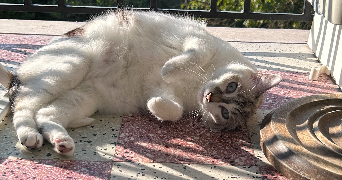 camille pet sitter à TOURRETTE LEVENS 06690_2