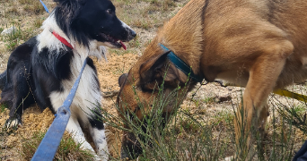 kenza pet sitter à LES ULIS 91940_12