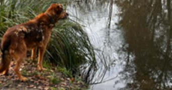 stephanie pet sitter à ST FARGEAU PONTHIERRY 77310_3
