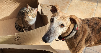 Nina pet sitter à Saint-Maurice-de-Lignon 43200_4