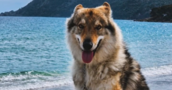 alyssia pet sitter à SIX FOURS LES PLAGES 83140_2