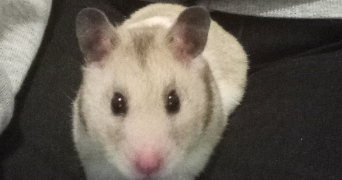 sona pet sitter à LILLE 59000_2
