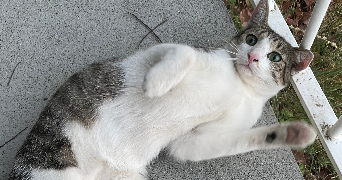 margot cat sitter à PARIS 16 75016_8