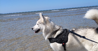 noémie pet sitter à BELLE ISLE EN TERRE 22810_2