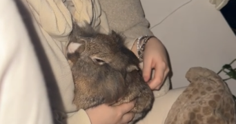 léa pet sitter à HEM 59510_3
