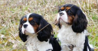 ana pet sitter à VERSAILLES 78000_5