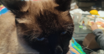 nicolas pet sitter à VALENCE 26000_2