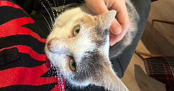 margaux pet sitter à ROQUEBRUNE SUR ARGENS 83520_3
