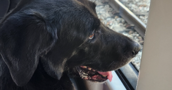 benoit pet sitter à BURES SUR YVETTE 91440_1