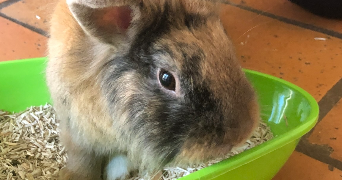 valentine pet sitter à BREST 29200_4