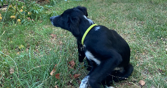 lilou pet sitter à COUFOULEUX 81800_3