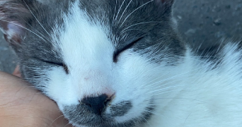 rivière pet sitter à LIANCOURT 60140_4
