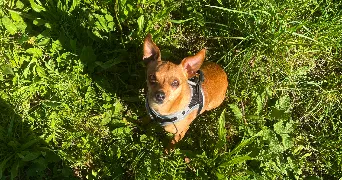 ambre pet sitter à CESSENON SUR ORB 34460