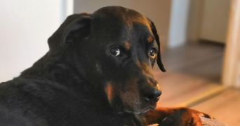 sonia pet sitter à POITIERS 86000_1