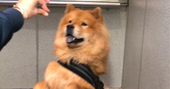 shayma pet sitter à VANDOEUVRE LES NANCY 54500_1