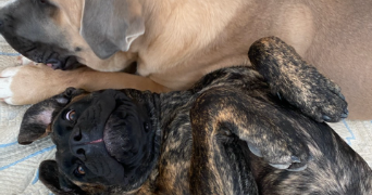 estelle pet sitter à AUBAGNE 13400_2