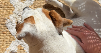 maëlle pet sitter à AIX EN PROVENCE 13090_2