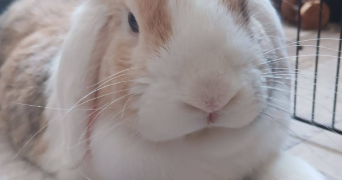mélina pet sitter à STRASBOURG 67100_3