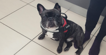 Aurélie  pet sitter à Toulouse 31100_3