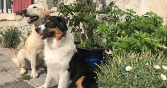 Blandine pet sitter à MONTLIVAULT 41350_1