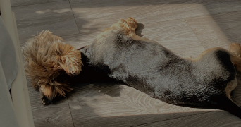 isabella pet sitter à STIRING WENDEL 57350_4