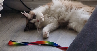 louna pet sitter à BESANCON 25000_1