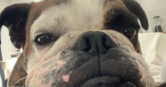 lola pet sitter à TOULOUSE 31400_2
