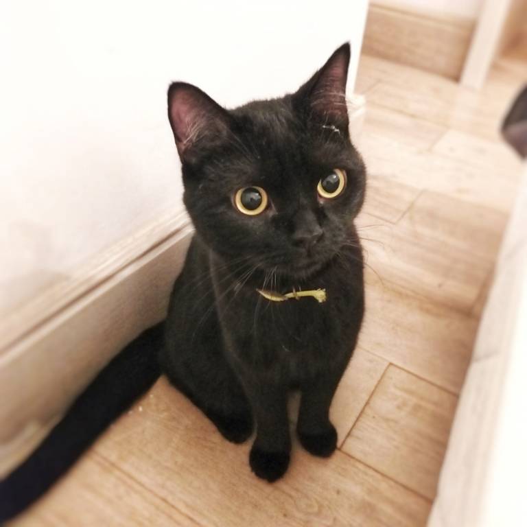 Maria pet sitter à Aix-en-Provence 13100_5
