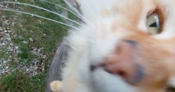 eva pet sitter à VILLENEUVE SUR YONNE 89500_3