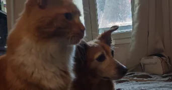 baptiste dog sitter à TOULON 83200