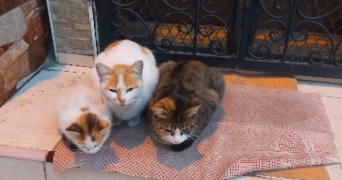 wafaa pet sitter à PARIS 16 75016_4