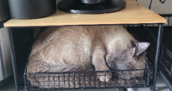 thiphanie pet sitter à MERIGNAC 33700_0
