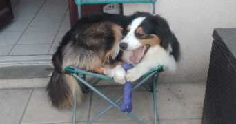anaïs pet sitter à MONTBRISON 42600_3