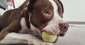 cyrielle pet sitter à SURESNES 92150_14