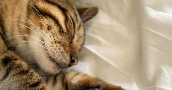 caroline pet sitter à Paris 75012_4