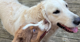 maeva pet sitter à VOISINS LE BRETONNEUX 78960_4