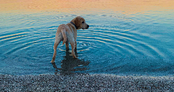 anais pet sitter à TOUL 54200_5