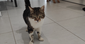 Gwendoline pet sitter à ROMAGNAT 63540_5